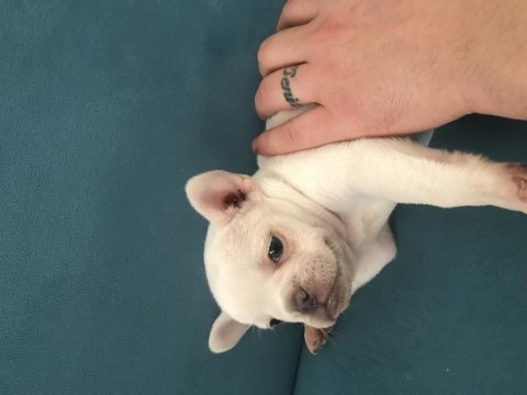 Podell_ankara sizin için seçtiği özel french bulldog