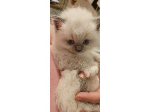 Safkan ragdoll yavrumuz yeni yuvasını arıyor