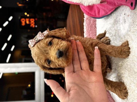 Harika maltipoo yavrularım