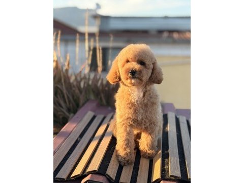 Üst kalite toy poodle