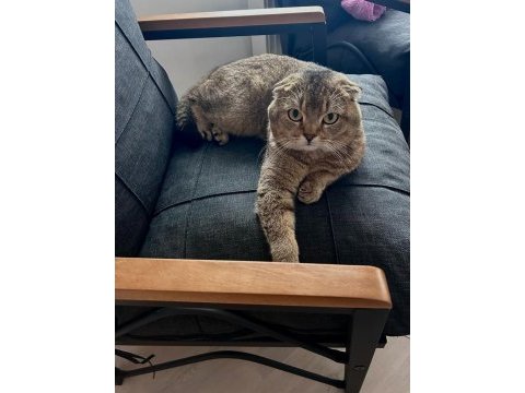 Çok uysal ve sakin scottish fold