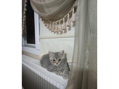 Erkek 3 aylık british kedi