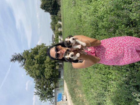 Beagle yavrularım sağlık ve garantilidir
