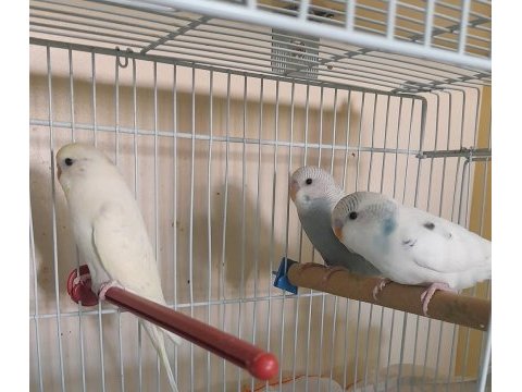 Ev üretimi 3 adet erkek yavru ele kola alıştırmalık muhabbet