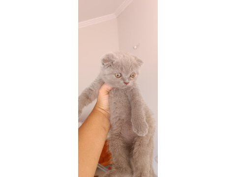 Safkan british ve scottish fold yavrular