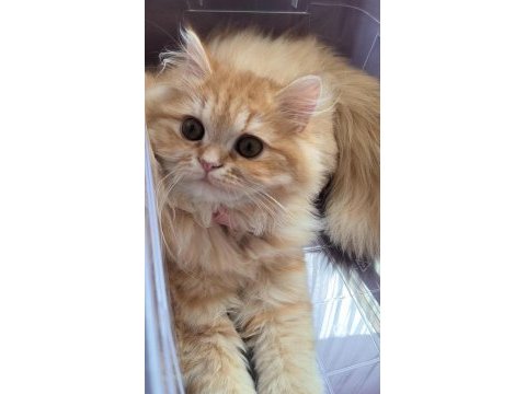 British longhair sarl