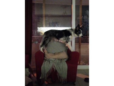 Köpeğimize erkek eş arıyoruz