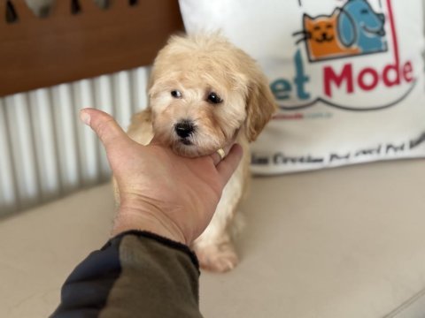 Petmode  köpek çiftliğinde ziyarete açık maltipoo