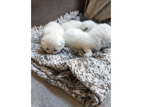 Son iki erkek yavru scottish fold
