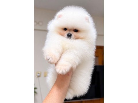 Kusursuz karbeyaz kartopu gibi pomeranian boo