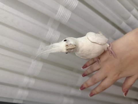 Albino sultan papağını