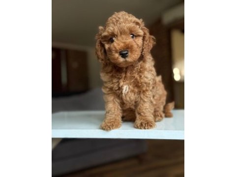 2 aylık maltipoo yavrular
