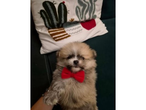 Belgeli aşılı pomeranian yavruları