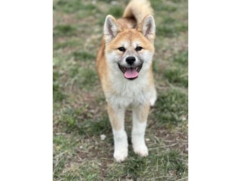 Scr’li muhteşem japon akita yavrumuz