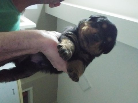 Yavru rottweiler
