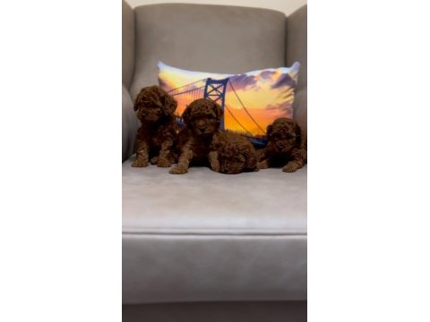 Toy poodle yavrular