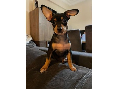 Yeni yuvalarını arıyorlar pinscher