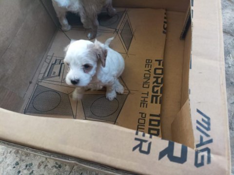 Uygun fiyat köpeğimiz