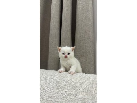 British shorthair beyaz yavru kedimiz