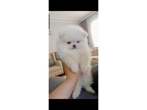 Pomeranian boo erkek yavru