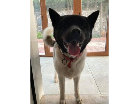 Kıf kayıtlı a plus dişi american akita