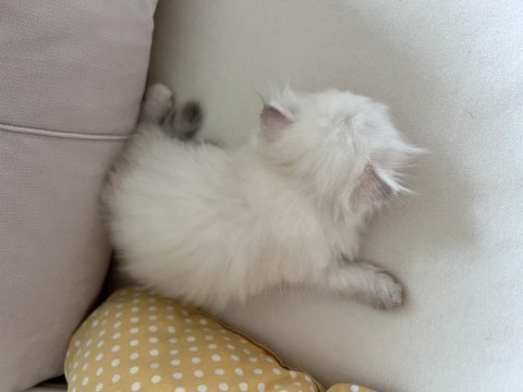 Bluepoint dişi chinchilla kedimiz
