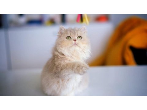 British longhair ay25 dişi