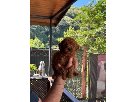 Show kalite toy poodle yavrular