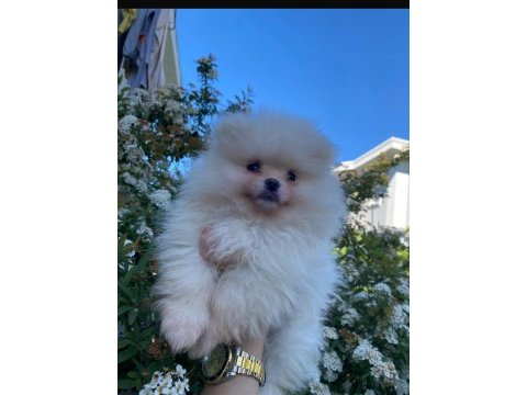 Sağlıklı yavru pomeranian sahiplendiriyorum 3 aylık