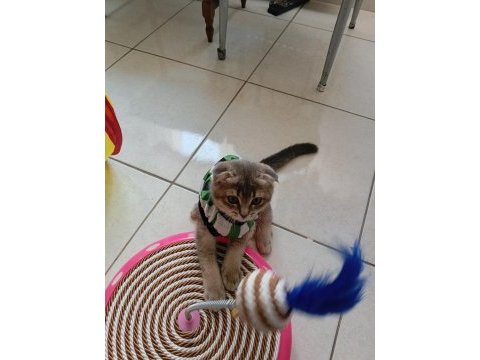 Scottish fold kedim 4 aylık sahibini arıyor