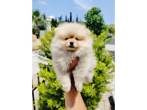 Pomeranian yavruları