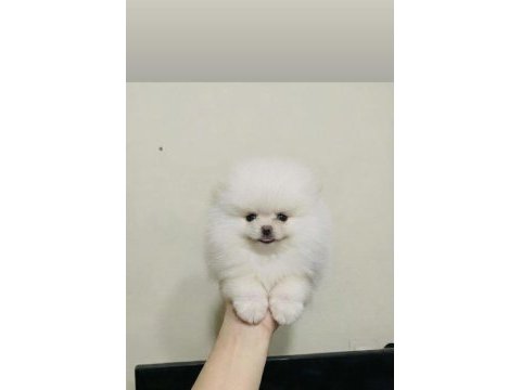 Pomeranian boo teddy bear