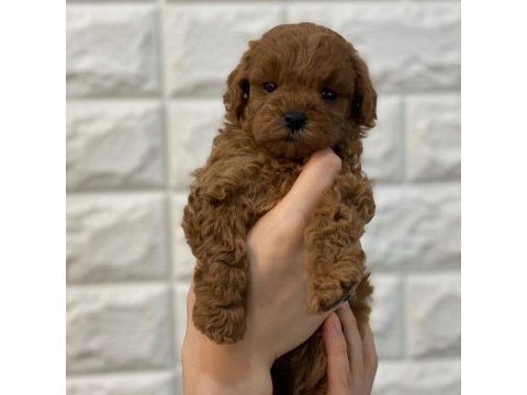 Antalya toy poodle yavruları