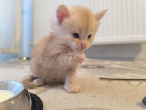 Xxl boy safkan maine coon yavrular