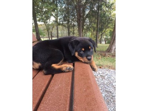 Rottweiler bebek köpekleri
