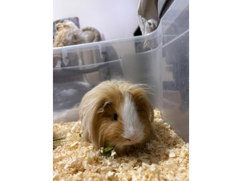 4 adet guinea pigimi sahiplendiriyorum