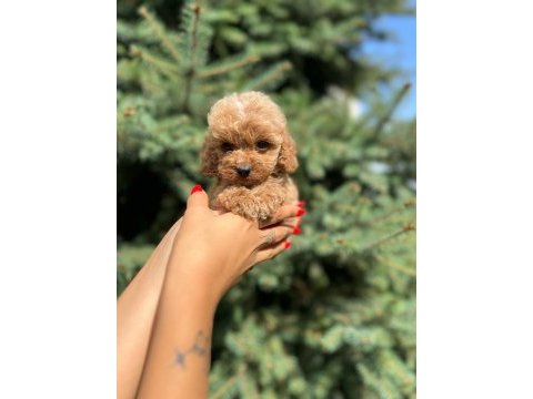 Türkiyenin en güzel maltipoo yavruları