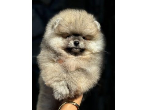 Petmode köpek çiftliğinden tea cup pomeranian boo