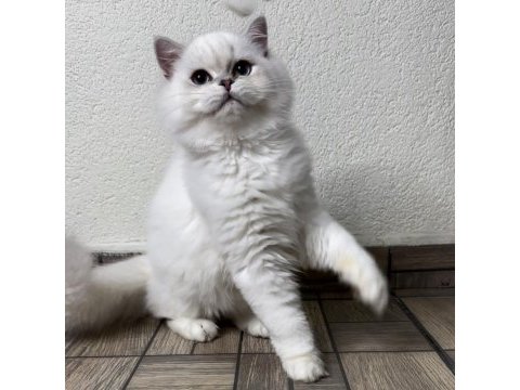 Asil yakışıklı british longhair oğlum