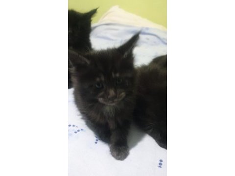 Maine coon black solid dişi ve erkek