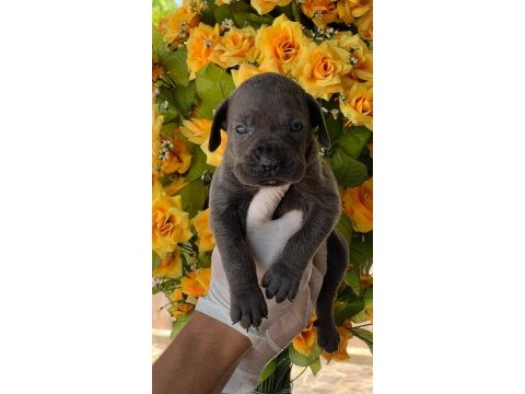 Cane corso yavrularımız büyüdü