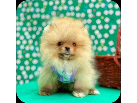 Safkan pomeranian bol yavrular