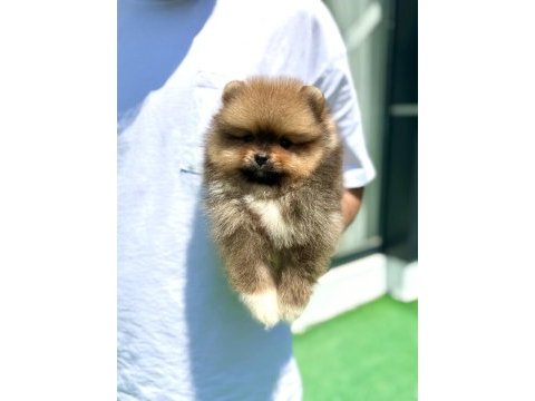 Yakışıklı teddy boo pomeranian