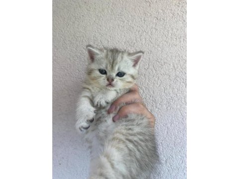 British shorthair