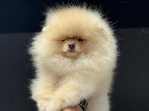 Petmode köpek çiftliğinden sçr li pomeranian boo