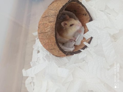 Gonzales hamster