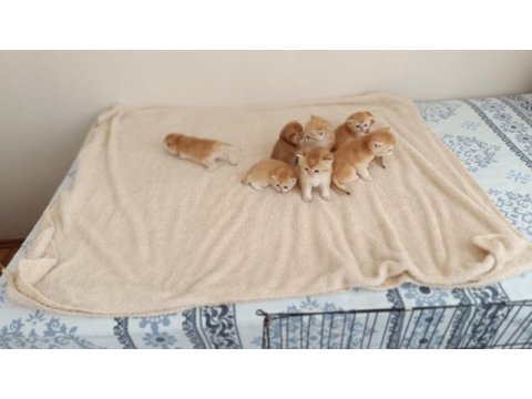 Neslinin en iyisi golden ny12 british shorthair yavrular