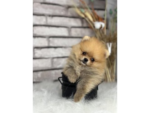 A kalitenin ötesi pomerian boo dünyası