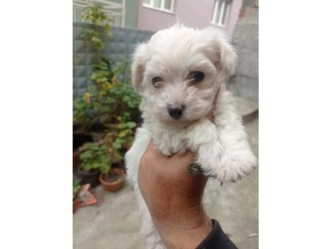 İzmir den orijinal terrier maltese yavrular