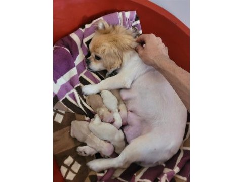 Dişi erkek pekinez köpekler